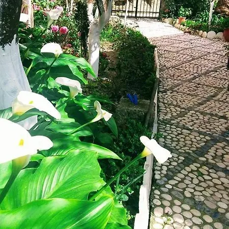 Katerina's